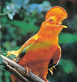 Galo-da-Serra