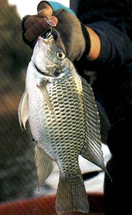 A medida é adotada para proteger a reprodução dos peixes