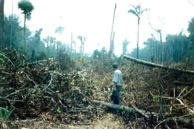 O Estado de Rondônia é um dos campeões em desmatamento 