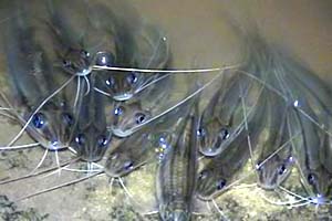Sem oxigênio, os peixes estão abandonando a água para morrer nas margens do rio